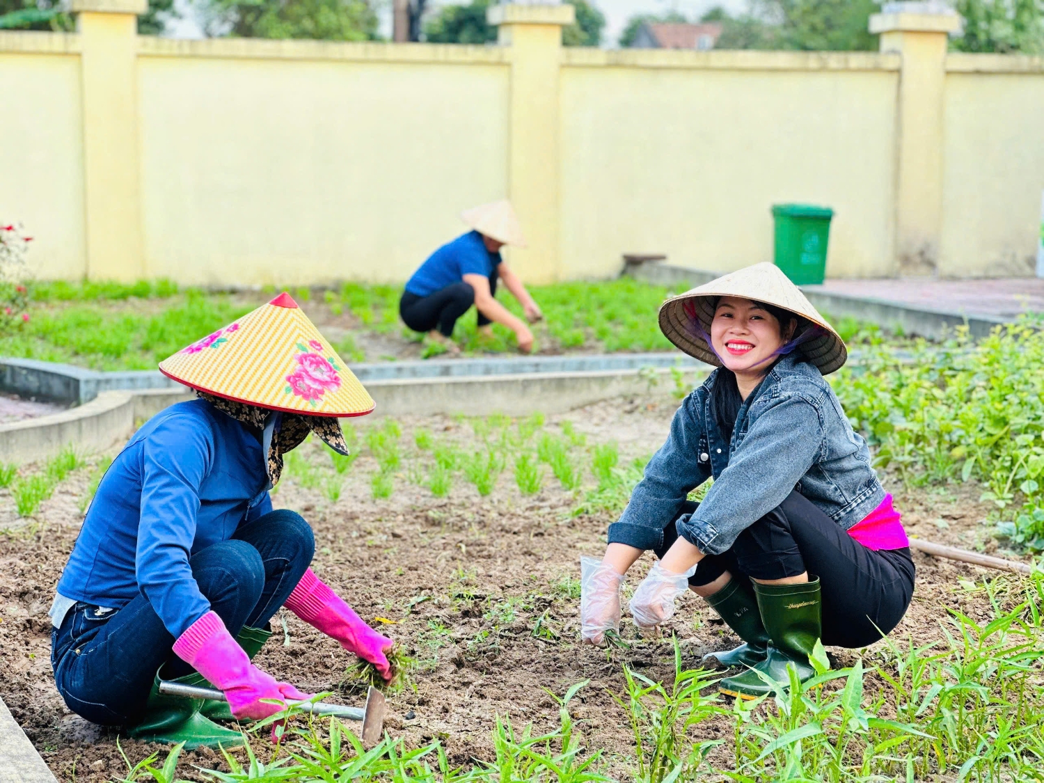 CÁC CÔ CẤP DƯỠNG TRƯỜNG MẦM NON HOA MAI TÁI TẠO VƯỜN RAU SẠCH SAU GIỜ LÀM.