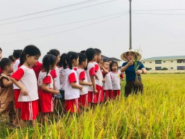 CÁC BÉ KHÔI 4 TUỔI CỤM 3 TRƯỜNG MẦM NON HOA  MAI  THAM QUAN TRẢI NGHIỆM CÁNH ĐỒNG LÚA