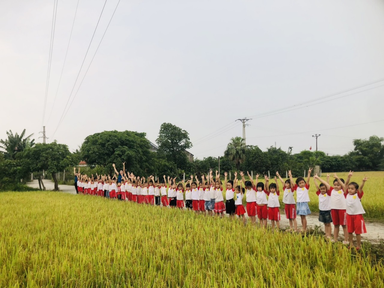 HOẠT ĐỘNG TRẢI NGHIỆM THĂM CÁNH ĐỒNG LÚA QUÊ EM CỦA CÁC BẠN NHỎ KHỐI 5 TUỔI TRƯỜNG MẦM NON HOA MAI.