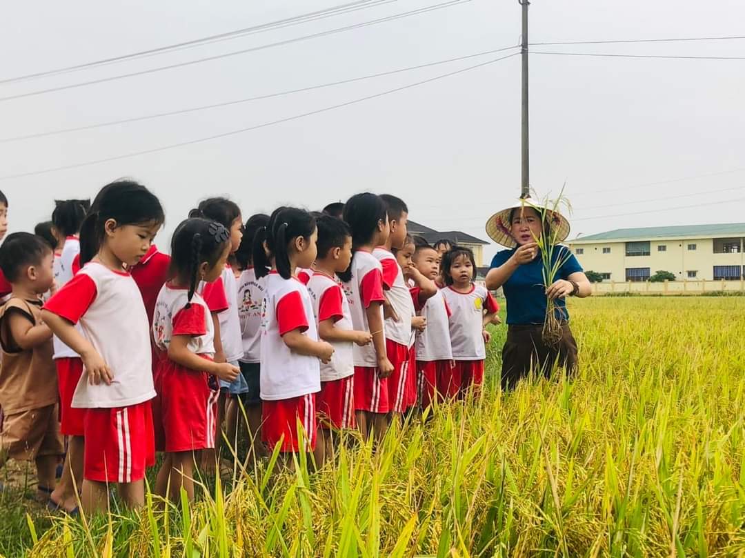 CÁC BÉ KHÔI 4 TUỔI CỤM 3 TRƯỜNG MẦM NON HOA  MAI  THAM QUAN TRẢI NGHIỆM CÁNH ĐỒNG LÚA