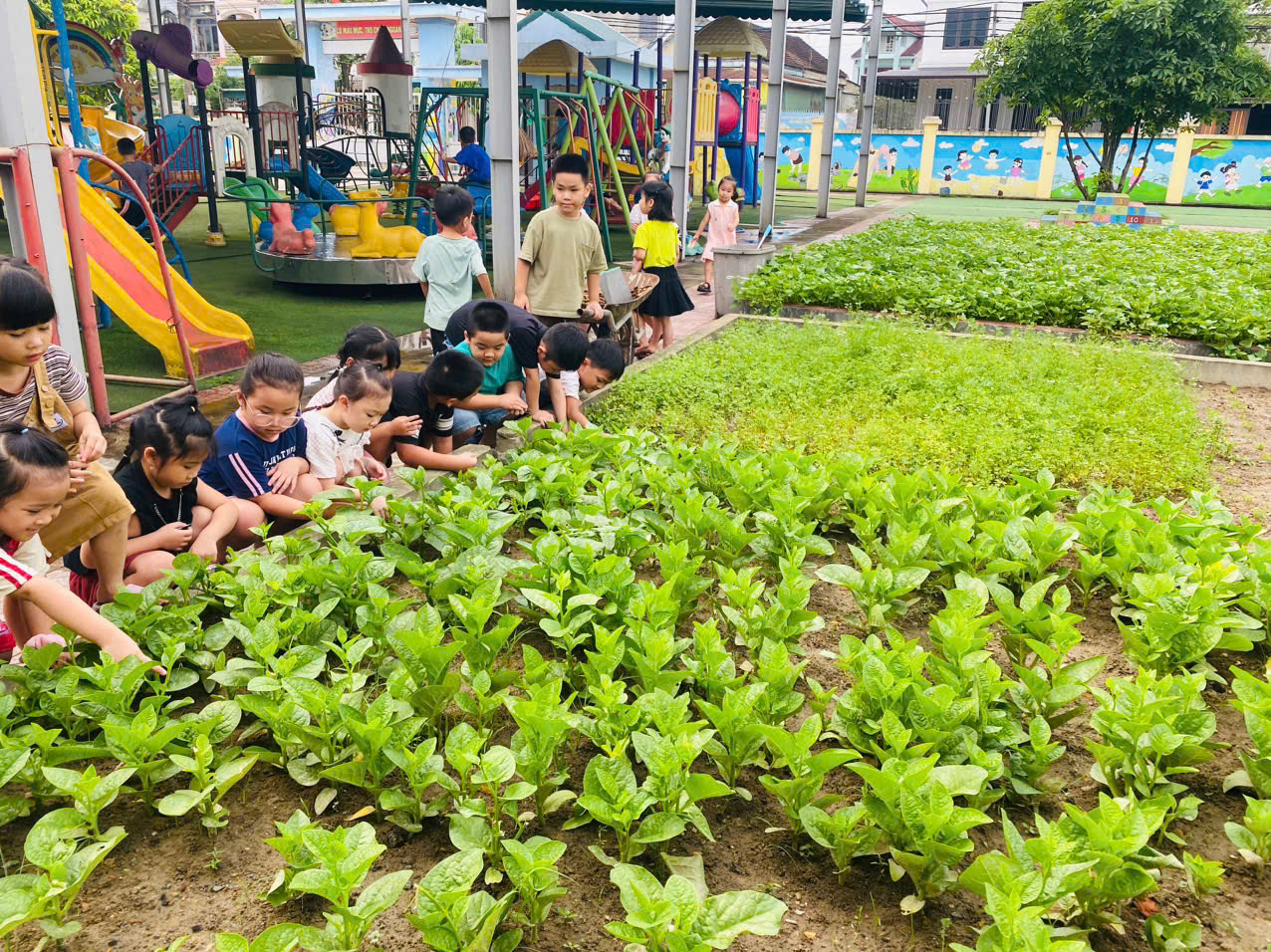 VƯỜN RAU CỦA BÉ NHỮNG NGÀY CUỐI NĂM HỌC TẠI TRƯỜNG MẦM NON HOA MAI